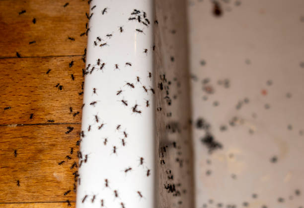 Trusted Edmonton, KY Pest Control Experts